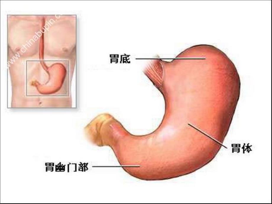 大班健康活动《保护我们的胃》PPT课件大班健康活动《保护我们的胃》PPT课件.ppt_第2页