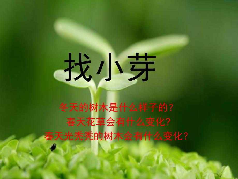 小班科学《找小芽》PPT课件教案PPT课件.ppt_第3页