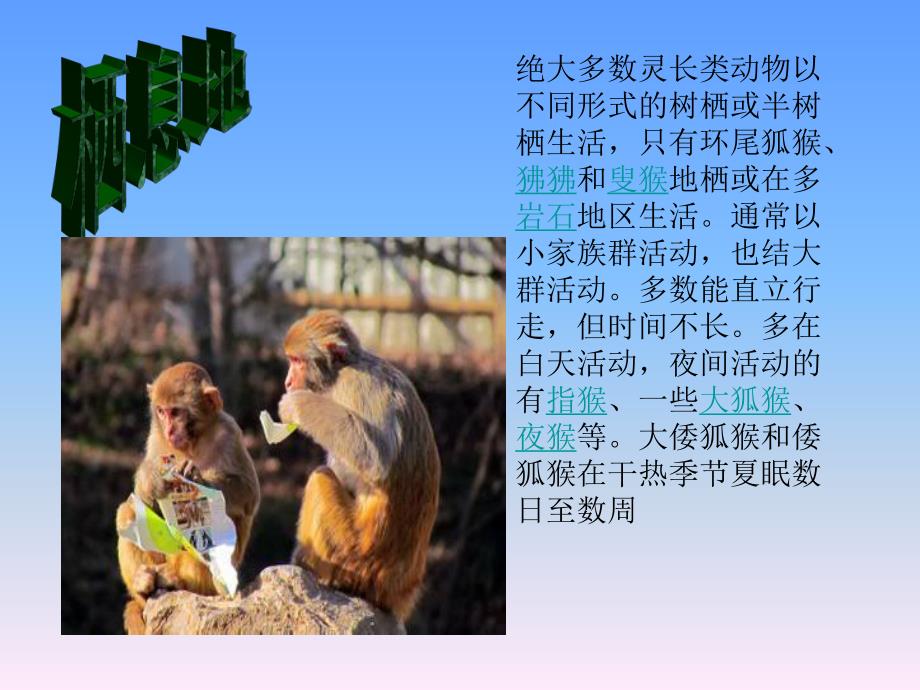 幼儿园科学《认识猴子人类的亲戚》PPT课件ppt课件.ppt_第3页