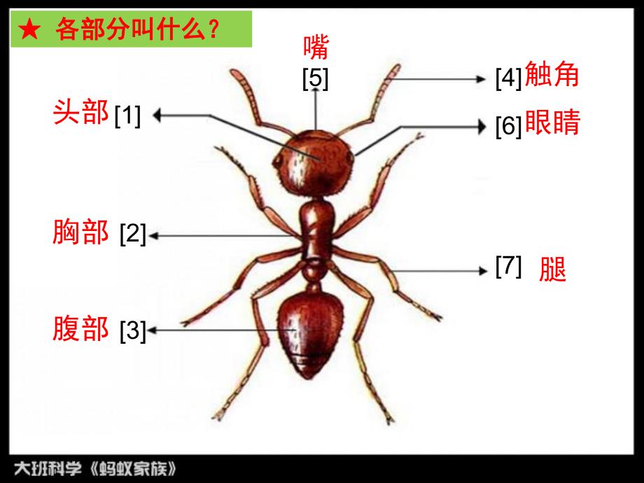 大班科学《蚂蚁家族》PPT课件教案大班科学活动《蚂蚁家族》.ppt_第3页