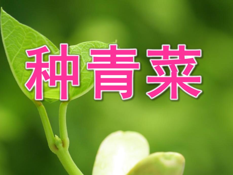 小班活动《种青菜》PPT课件种青菜-小班.ppt_第1页