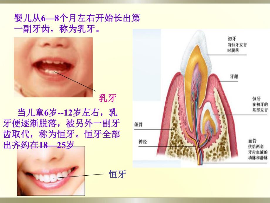 幼儿牙齿PPT课件幼儿牙齿.ppt_第3页