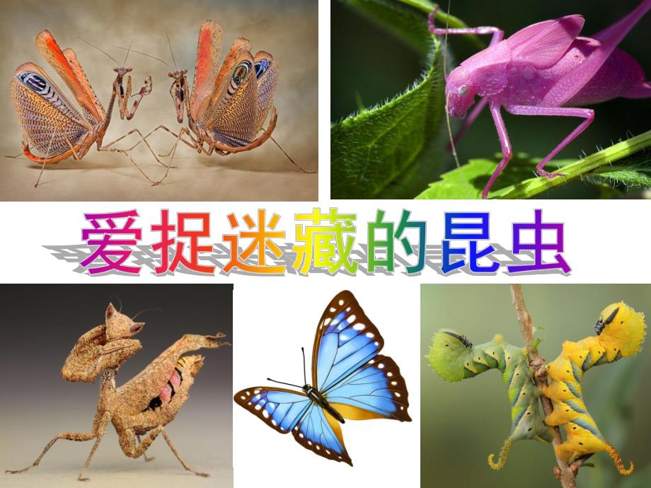 中班科学《爱捉迷藏的昆虫》PPT课件教案PPT课件.ppt_第1页