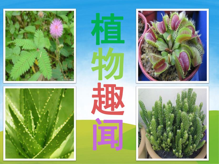 大班科学《植物趣闻》PPT课件教案PPT课件.ppt_第3页