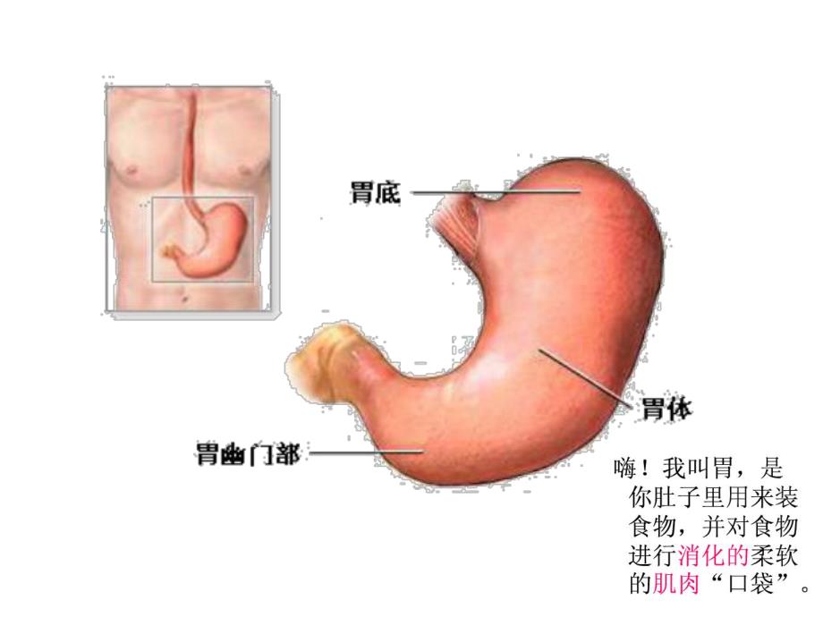 大班社会《胃的话》PPT课件教案胃的话.ppt_第2页