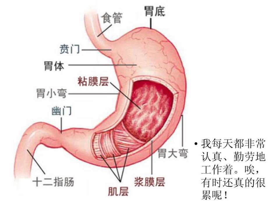 大班社会《胃的话》PPT课件教案胃的话.ppt_第3页