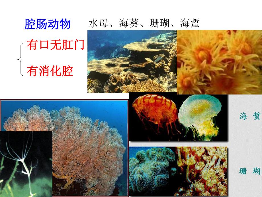 大班科学《水里的动物》PPT课件教案大班科学：水里的动物.ppt_第3页