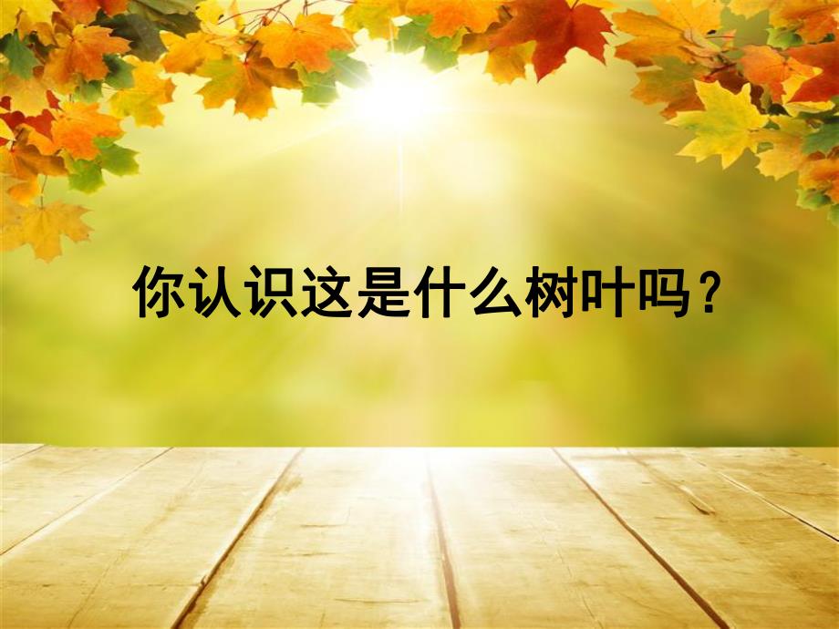 中班综合《捡落叶》PPT课件教案PPT课件.ppt_第3页