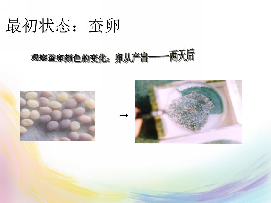 大班科学《蚕宝宝是怎样长大的》PPT课件教案大班科学：蚕宝宝是怎样长大的.ppt_第2页