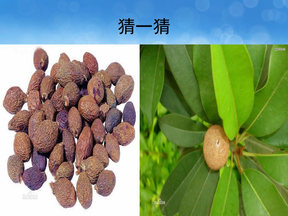 大班科学《神奇的草药茶》PPT课件教案PPT课件.ppt_第3页