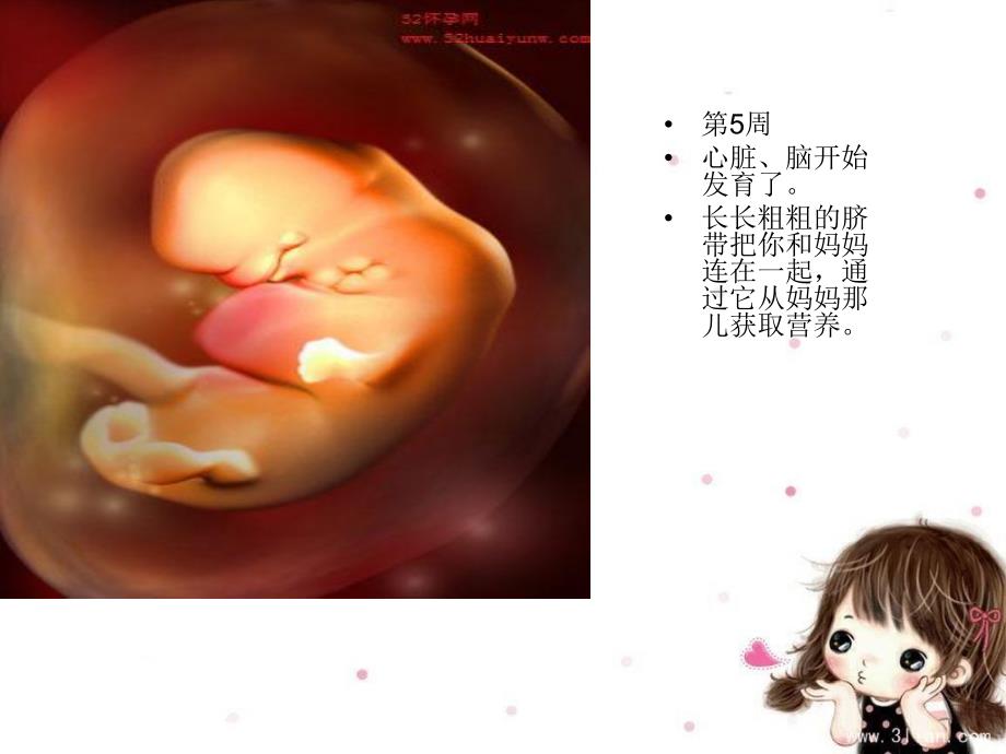 大班健康《在妈妈肚子里》PPT课件在妈妈肚子里.ppt_第3页