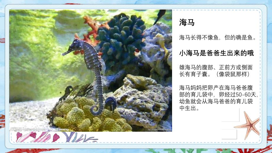 中班科学《海洋动物》PPT课件幼儿园海洋科普.ppt_第3页