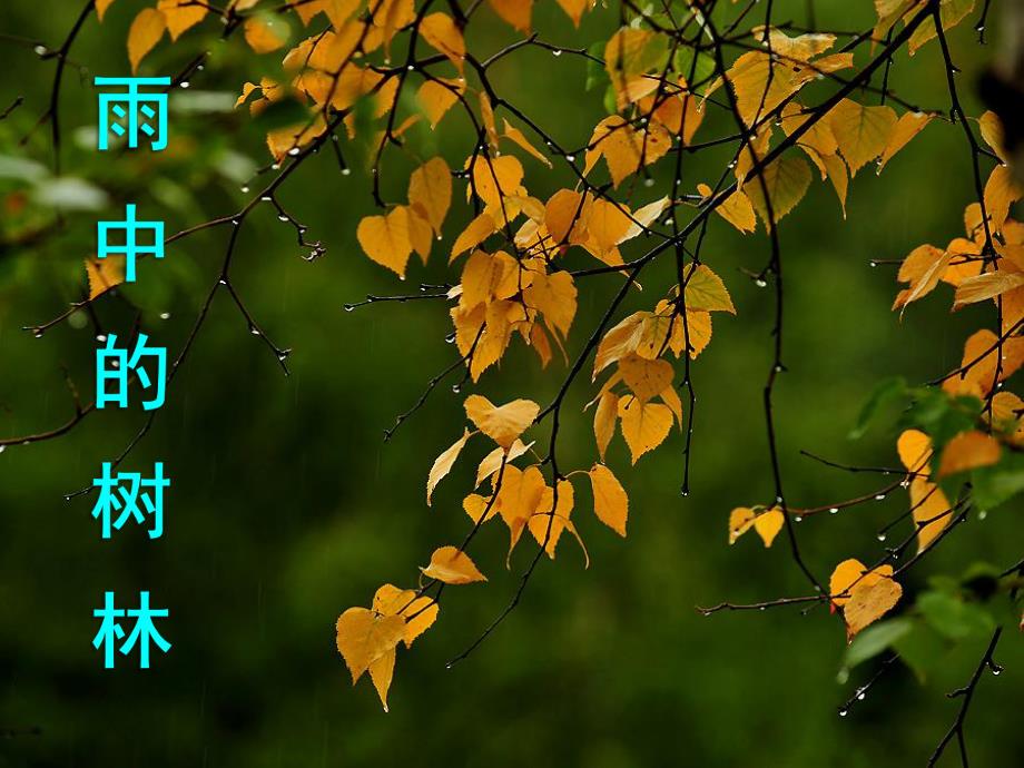 大班散文《雨中的树林》PPT课件教案雨中的树林课件[1].ppt_第1页