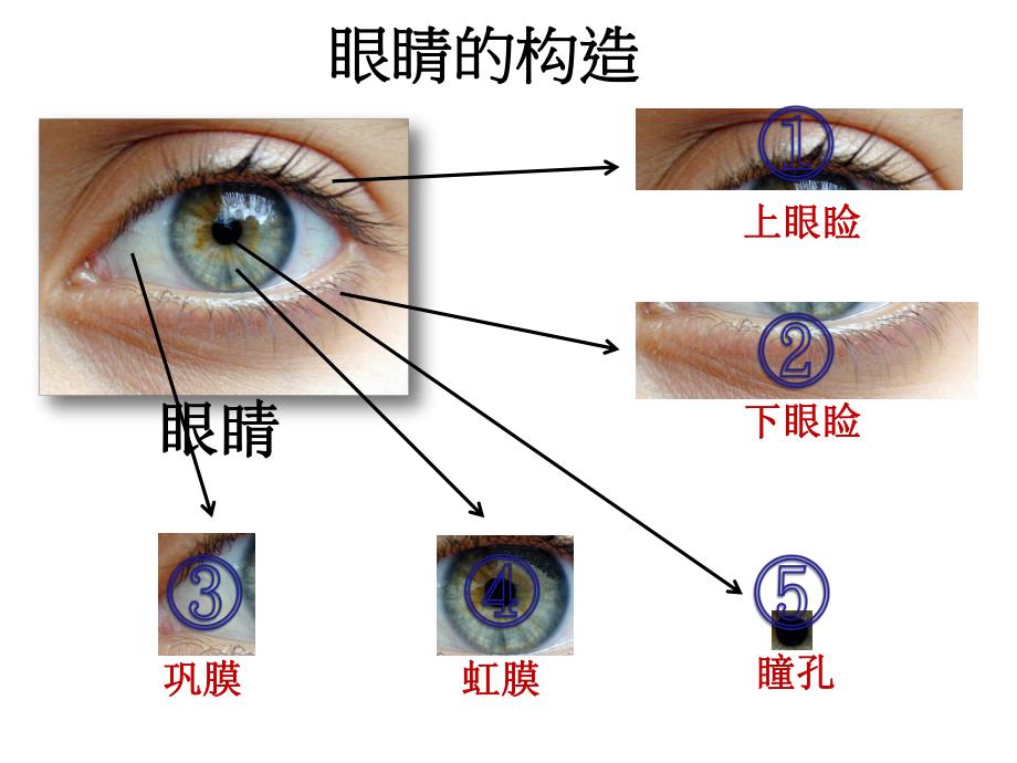 大班健康活动《眼睛的秘密》PPT课件大班健康活动《眼睛的秘密》PPT课件.ppt_第3页