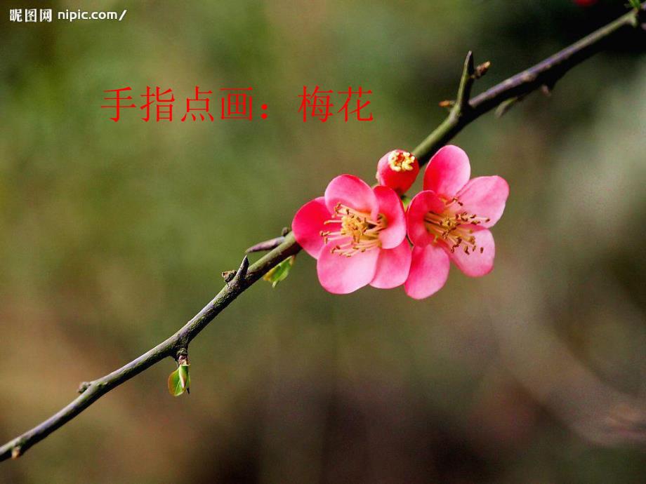 中班绘画活动《(手指点画)梅花》PPT课件中班绘画活动(手指点画)手：梅花.pptx_第2页