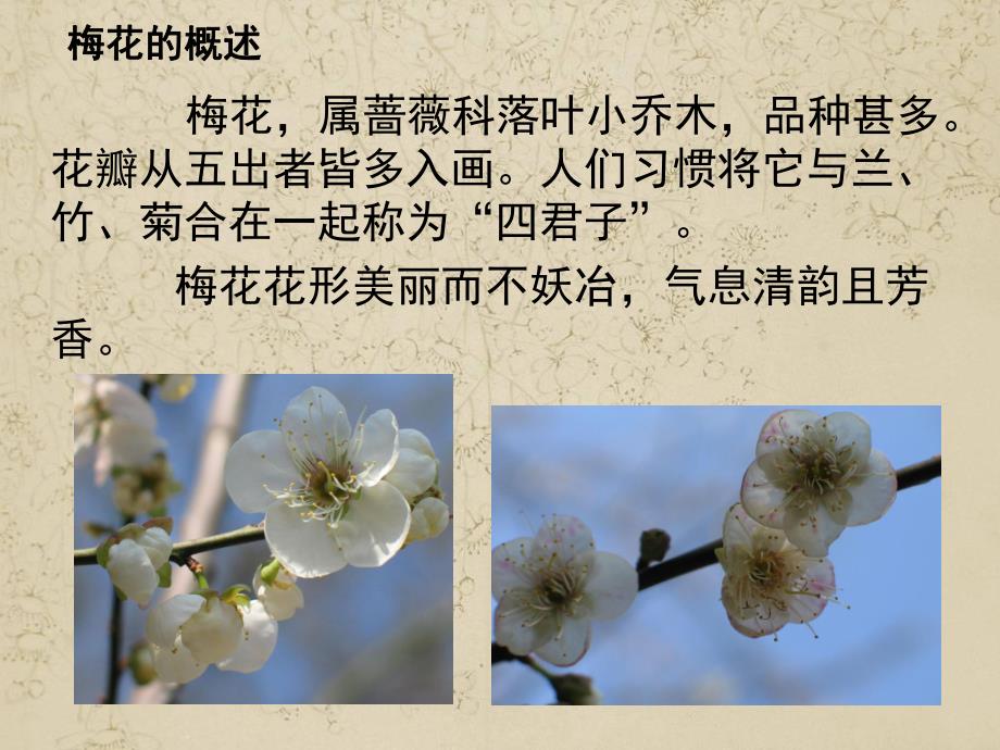 中班美术《吹画梅花》PPT课件教案吹画梅花(2).pptx_第3页