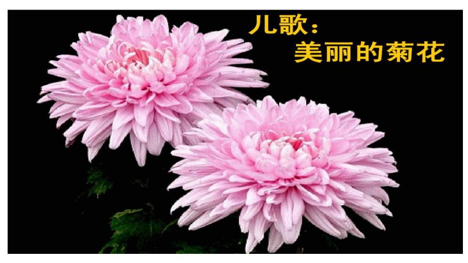 幼儿园科学《美丽的菊花》PPT课件教案科学《美丽的菊花》.pptx_第2页