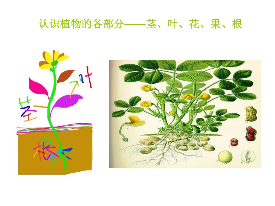 幼儿园《吃植物的哪部分》PPT课件《吃植物的哪部分》.ppt_第2页