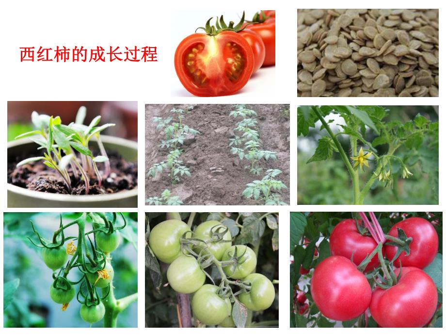 幼儿园《吃植物的哪部分》PPT课件《吃植物的哪部分》.ppt_第3页