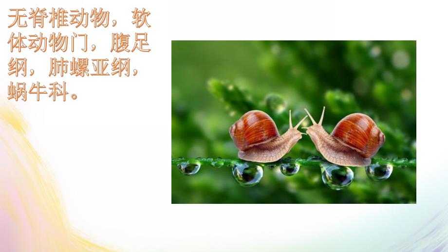 小班科学《蜗牛蚂蚁》PPT课件蜗牛蚂蚁.pptx_第3页