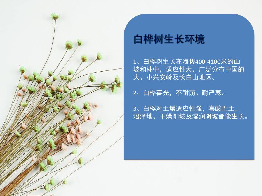 少儿美术《白桦林》PPT课件教案PPT课件.pptx_第3页