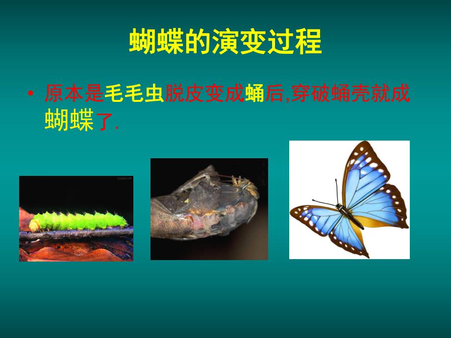 幼儿园活动《毛毛虫变蝴蝶》PPT课件教案毛毛虫变蝴蝶课件.pptx_第2页