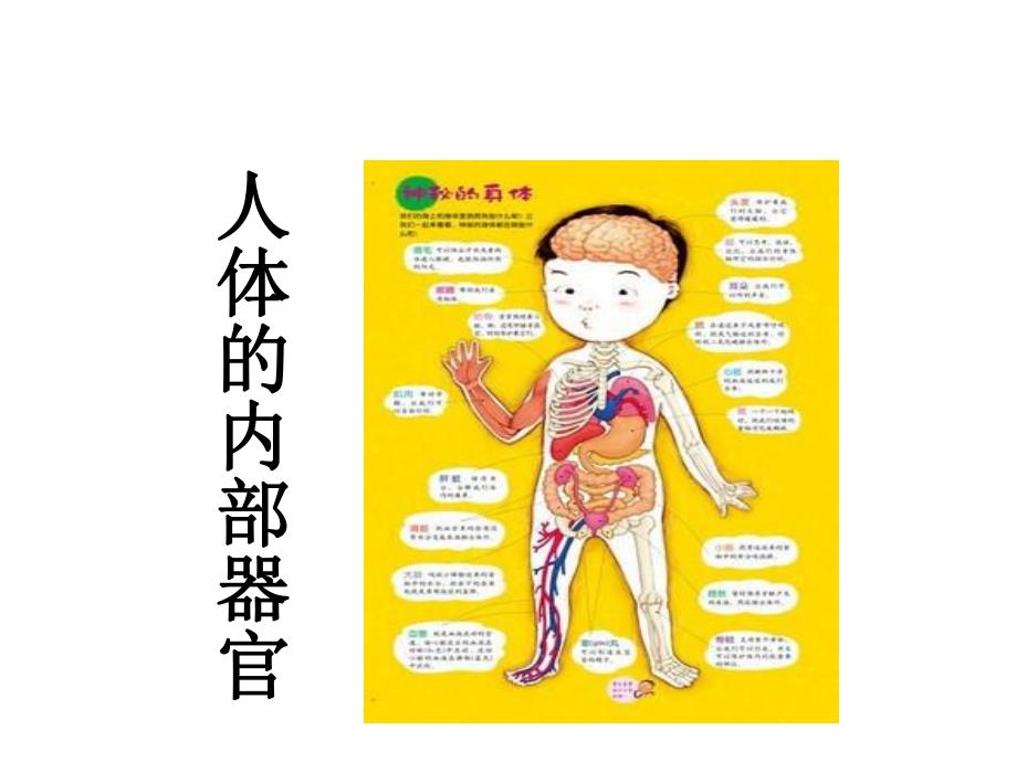 幼儿园主题《人体的内部器官》PPT课件幼儿园主题课：人体的内部器官.ppt_第2页