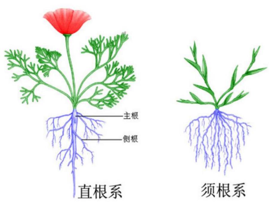 大班科学领域《根的秘密》PPT课件教案根的秘密.pptx_第3页