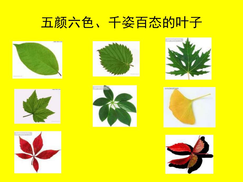 幼儿园《树叶粘贴画》PPT课件教案树叶粘贴画课件-用.ppt_第3页