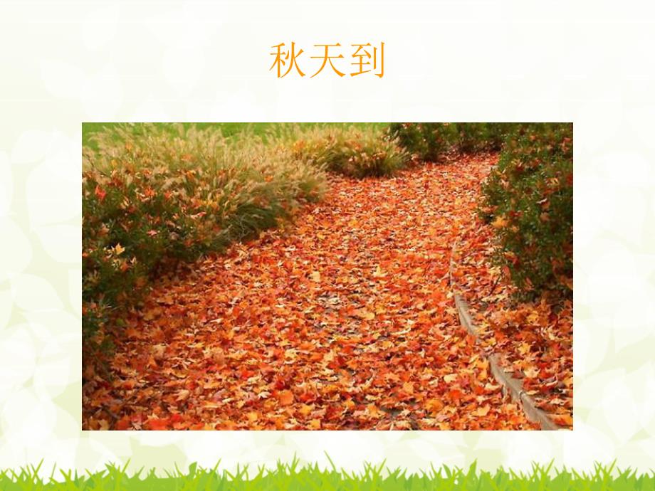 小班科学《美丽的菊花》PPT课件教案small82ab9b3942d28c356dfbe38387b482d4.ppt_第2页