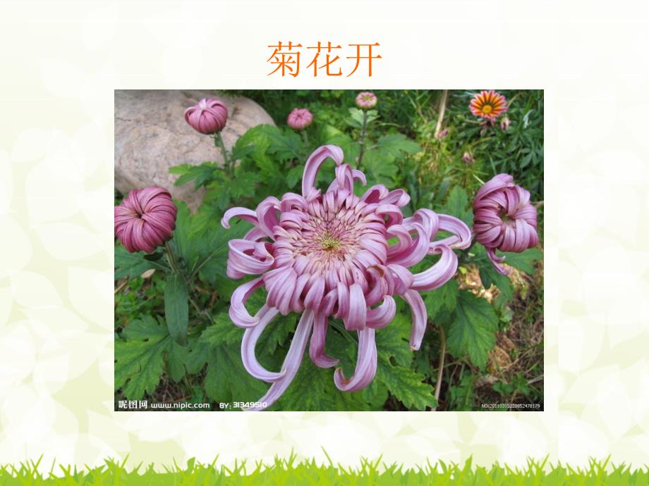 小班科学《美丽的菊花》PPT课件教案small82ab9b3942d28c356dfbe38387b482d4.ppt_第3页